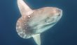 Mola Mola Ocean Sunfish 1 - San Diego