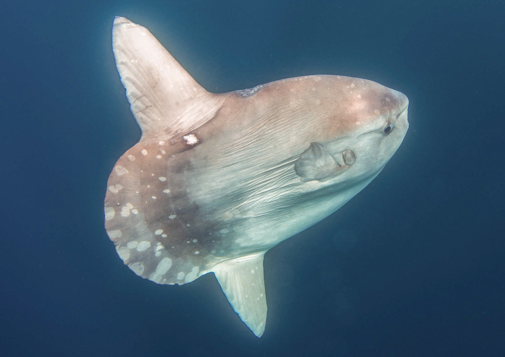 Mola Mola Ocean Sunfish 1 - San Diego