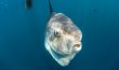 Mola Mola Ocean Sunfish 3 - San Diego