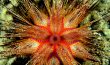 Radiant Sea Urchin - Philippines