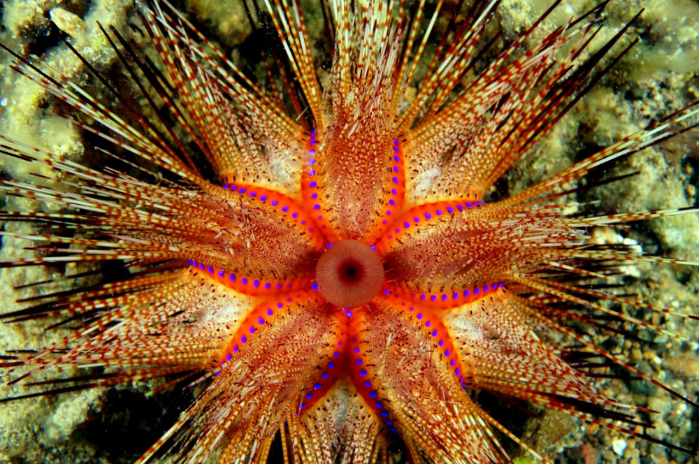 Radiant Sea Urchin - Philippines