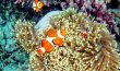 False Clown Anemonefish 1 - Philippines