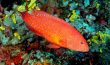 Coral Grouper - Philippines