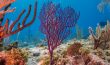 Purple Rope Sponge - Bahamian Sea Floor