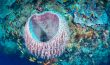 Large Pink Barrel Sponge - Philippines