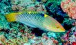 Checkerboard Wrasse - Philippines