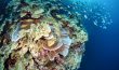 The Coral Reef from Below - Philippines