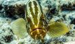 Nassau Grouper - Sea Puppy - Bahamas