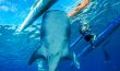 Whale Shark - Philippines