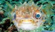 Porcupinefish Orbicular Burrfish - Phillipines