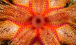 Close Up Radiant Sea Urchin - Philippines