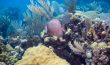 Gray Angelfish On the Sea Floor - Bahamas