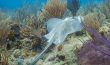 Stingray - Bahamas