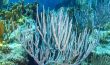 Large Blue Rope Sponges - Bahamas