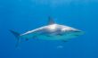 Caribbean Reef Shark 1 Bahamas