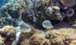 Foureye Butterflyfish - Bahamas