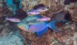 Queen Triggerfish - Bahamas