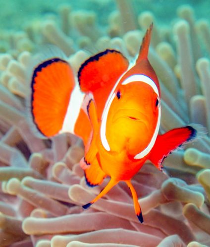 False Clown Anemonefish 4 - Philippines