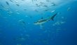 Caribbean Reef Sharks & Horse-Eyed Jacks