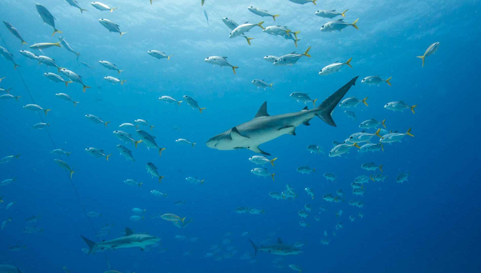 Caribbean Reef Sharks & Horse-Eyed Jacks