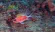 Squirrelfish - Jupiter