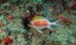 Squirrelfish 2 - Jupiter