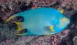 Blue Angelfish 2 - Jupiter