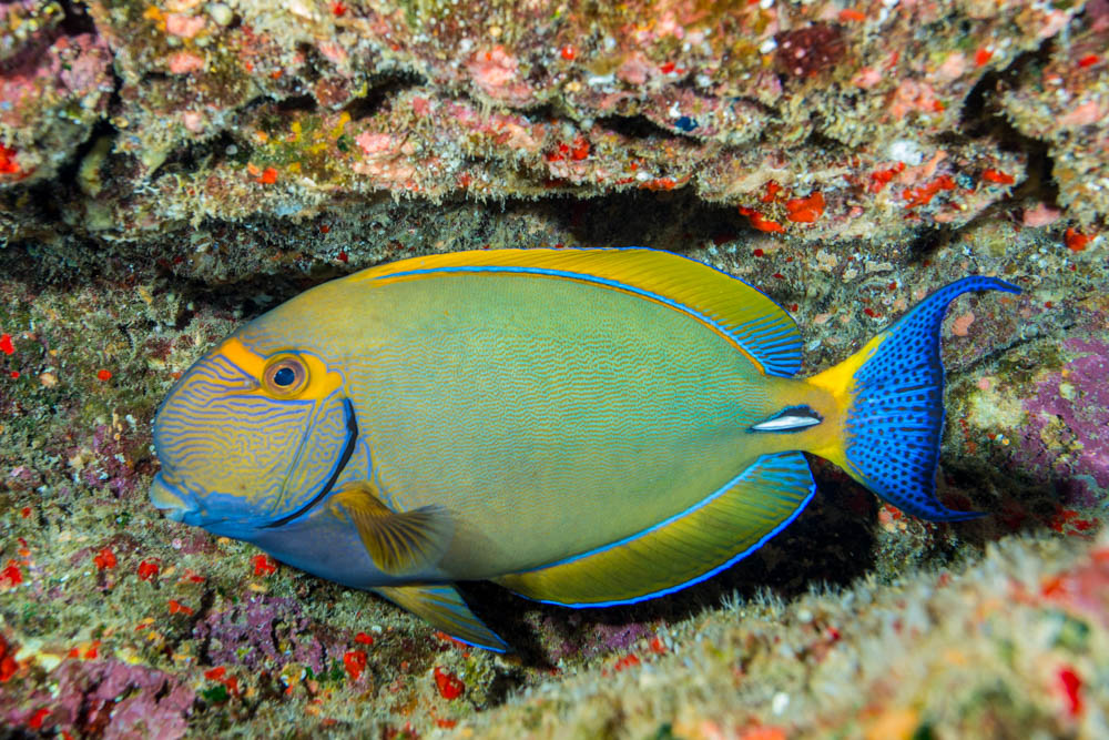 Eyestrip Surgeonfish - Palani - Hawaii