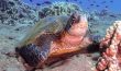 Green Sea Turtle - Hawaii