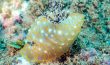 Yellow laced Nudibranch - Hawaii