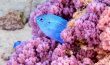 Blue Damselfish - Moorea