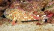 Stocky Hawkfish - Hawaii