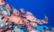 Big-Scale Soldierfish - Bora Bora