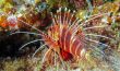 Hawaiian Red Lionfish - Hawaii