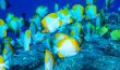 Pyramid Butterflyfish - Hawaii