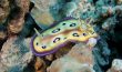 Nudibranch - Bora Bora