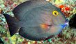 Goldring Surgeonfish - Kole - Hawaii