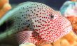 Freckled Hawkfish - Hilu Pilikoa - Hawaii