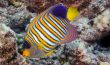 Regal Angelfish - French Polynesia