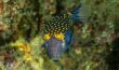 Spotted Boxfish - Moa - Hawaii