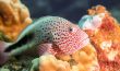 Freckled Hawkfish Uncropped - Hilu Pilikoa - Hawaii-NV9A6717-2