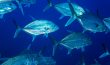 School of Trevally - Bora Bora