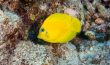 Mimic Surgeonfish - Juvenile - French Polynesia